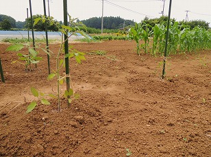 ミニトマト　イエローアイコ　第２弾栽培地