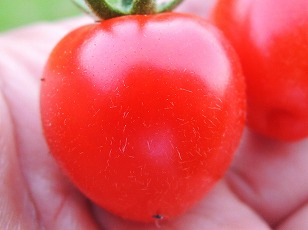 トマトベリーガーデン　鉢植え　初収穫