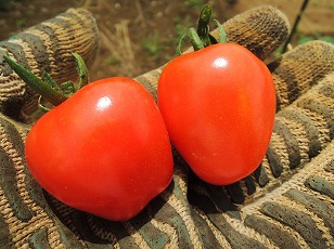 トマトベリーガーデン　地植え　初収穫