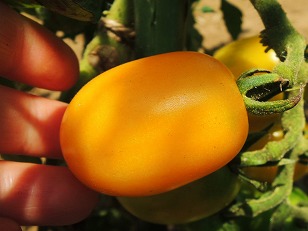 ミニトマト　イエローアイコ　黄色い実　（２）
