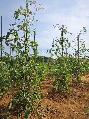 ミニトマト　イエローアイコ　栽培地