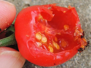 トマトベリーガーデン　実　食害　（２）