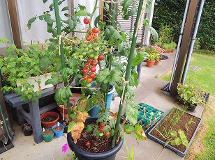 トマトベリーガーデン　鉢植え