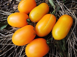 ミニトマト　イエローアイコ　初収穫　（１）