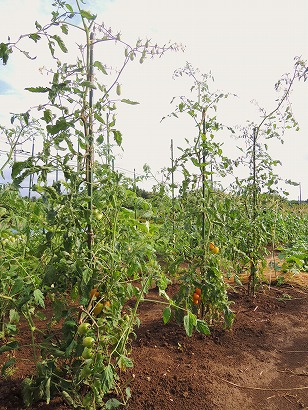 ミニトマト　イエローアイコ栽培地