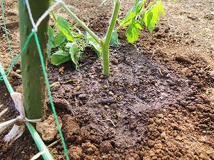 ミニトマト　苗　植え付け　（２）