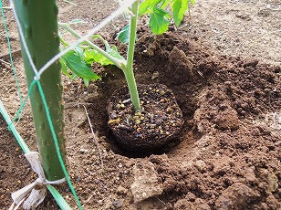 ミニトマト　苗　植え付け　（１）