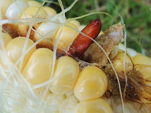 トウモロコシ　収穫　アワノメイガ幼虫の被害