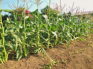 トウモロコシ栽培地