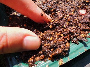 秋トウモロコシ　種まき　土を寄せる　（１）