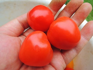 トマトベリーガーデン　地植え　収穫