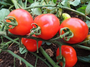 トマトベリーガーデン　地植え　実　（２）