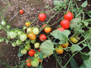 トマトベリーガーデン　地植え　実　（１）