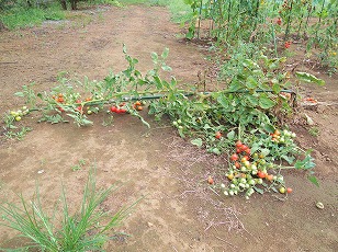 トマトベリーガーデン　地植え