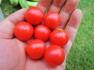 トマトベリーガーデン　鉢植え　収穫