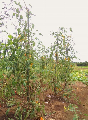 ミニトマト　イエローアイコ栽培地