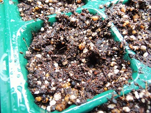 ブロッコリー　種まき　播き穴を開ける