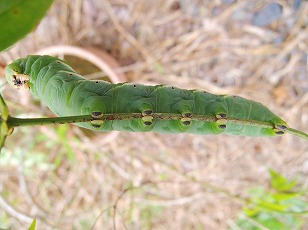 ハゴロモジャスミン　スズメガ幼虫　（２）