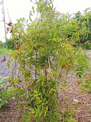 ハゴロモジャスミン　鉢植え