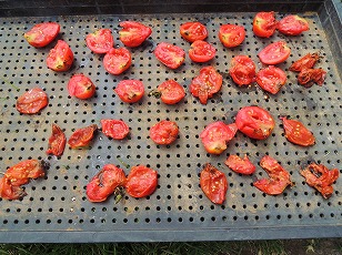 トマトベリーガーデン　種　採種　（１）