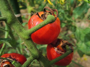 トマトベリーガーデン　地植え　実　（１）
