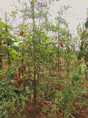 トマトベリーガーデン　地植え　（２）