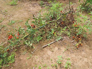 トマトベリーガーデン　地植え　（１）