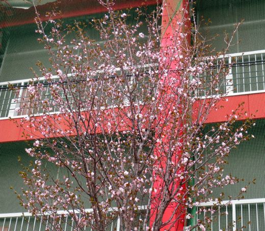 桜咲き始め(2014)04