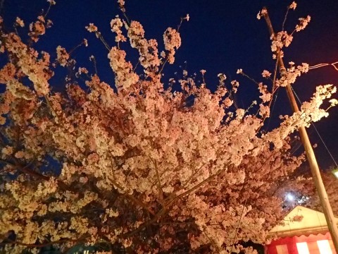 橘神社夜桜wp１