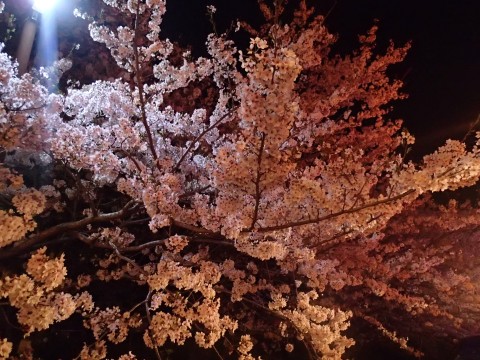 橘神社夜桜wp１１