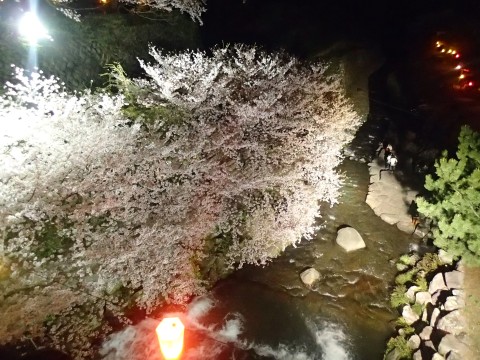 橘神社夜桜wp１３