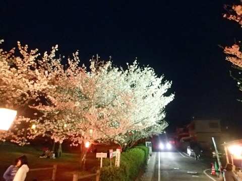 橘神社夜桜wp２