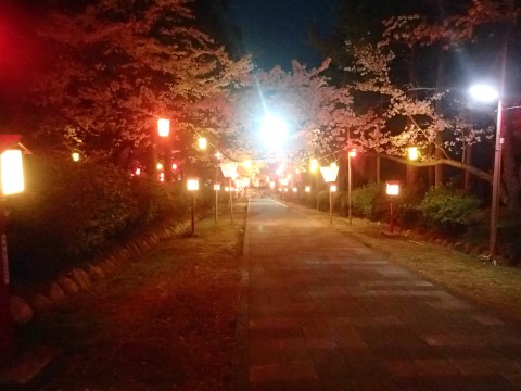 橘神社夜桜wp４