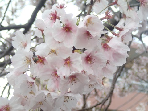 桜の画像ですsakura１