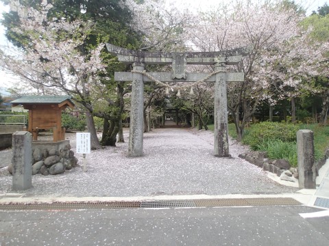 桜の画像ですsakura１