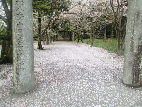 桜の画像ですsakura６