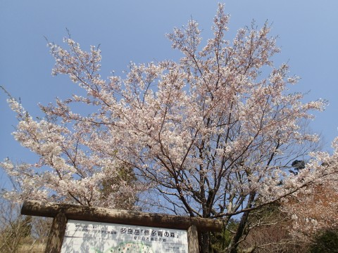 山の桜ｙｓ１