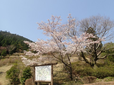 山の桜ｙｓ２