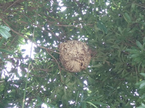 蜂の巣h１
