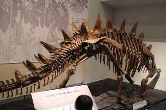 triceratops-ex201403-04.jpg