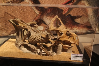 triceratops-ex201403-06.jpg