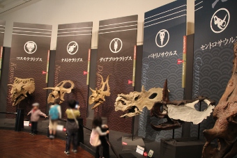 triceratops-ex201403-10.jpg