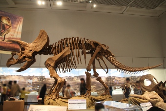 triceratops-ex201403-12.jpg