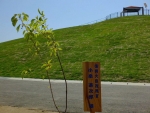 千年希望の丘植樹祭,小泉進次郎さんの記念植樹