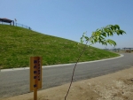 千年希望の丘植樹祭,西村雅彦さんの記念植樹