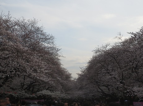 桜140403-1