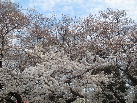 桜140403-2