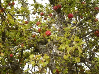 Apple tree-1