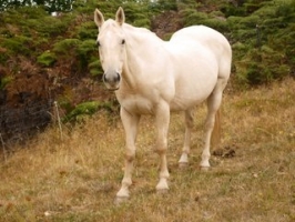 Horse-White