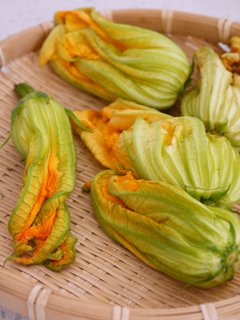 Flowers of courgette